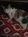 C70 Litter-Tabitha, mom