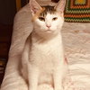 C70 Litter-Tabitha, mom