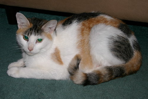 C70 Litter-Tabitha, mom