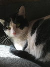 C68 Litter-Brady - ADOPTED
