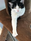 C68 Litter-Brady - ADOPTED