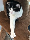 C68 Litter-Brady - ADOPTED