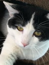 C68 Litter-Brady - ADOPTED