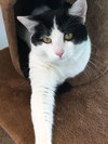 C68 Litter-Brady - ADOPTED