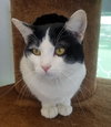 C68 Litter-Brady - ADOPTED