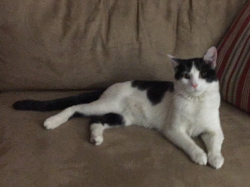 C68 Litter-Brady - ADOPTED