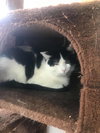 C68 Litter-Brady - ADOPTED