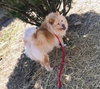 Sophie Marie - ADOPTED