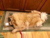 Sophie Marie - ADOPTED