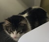 C69 Litter-Daisy, mom - ADOPTED
