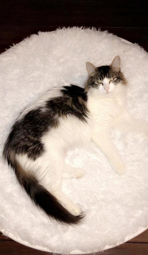 C69 Litter-Daisy, mom - ADOPTED