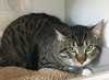 C69 Litter-Oliver, dad - ADOPTED