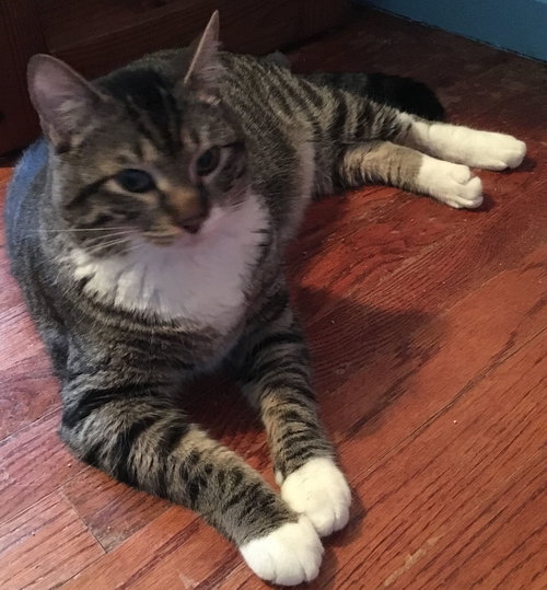 C69 Litter-Oliver, dad - ADOPTED