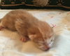 C70 Litter-Cheese Puff - ADOPTED