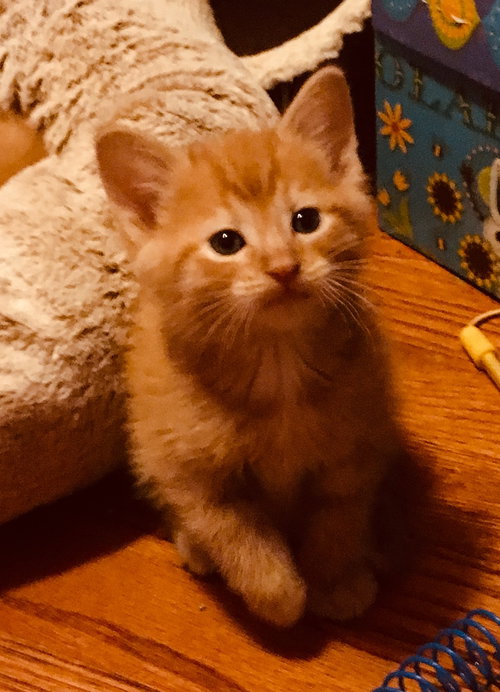 C70 Litter-Cheese Puff - ADOPTED