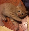 C70 Litter-Cheese Puff - ADOPTED