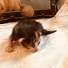 C70 Litter-Genie - ADOPTION PENDING