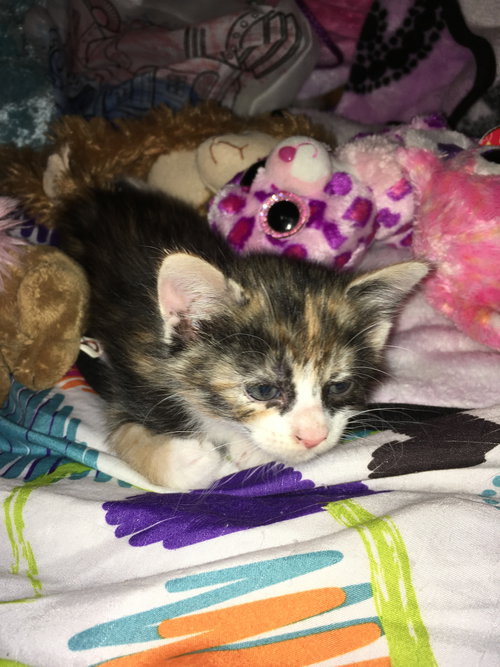 C70 Litter-Genie - ADOPTION PENDING
