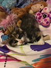 C70 Litter-Genie - ADOPTION PENDING