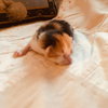 C70 Litter-Ginger - ADOPTION PENDING