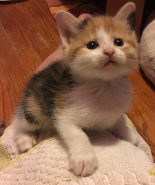 C70 Litter-Ginger - ADOPTION PENDING