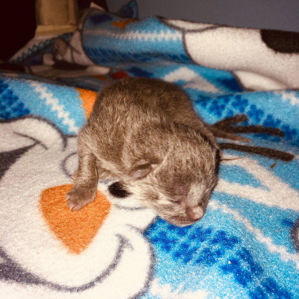C71 Litter-Smokey (Needs Foster)