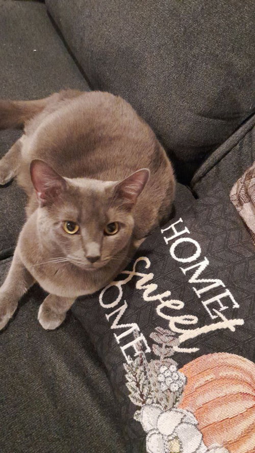 C71 LITTER-SMOKEY (NEEDS FOSTER) - Domestic Short Hair available for adoption