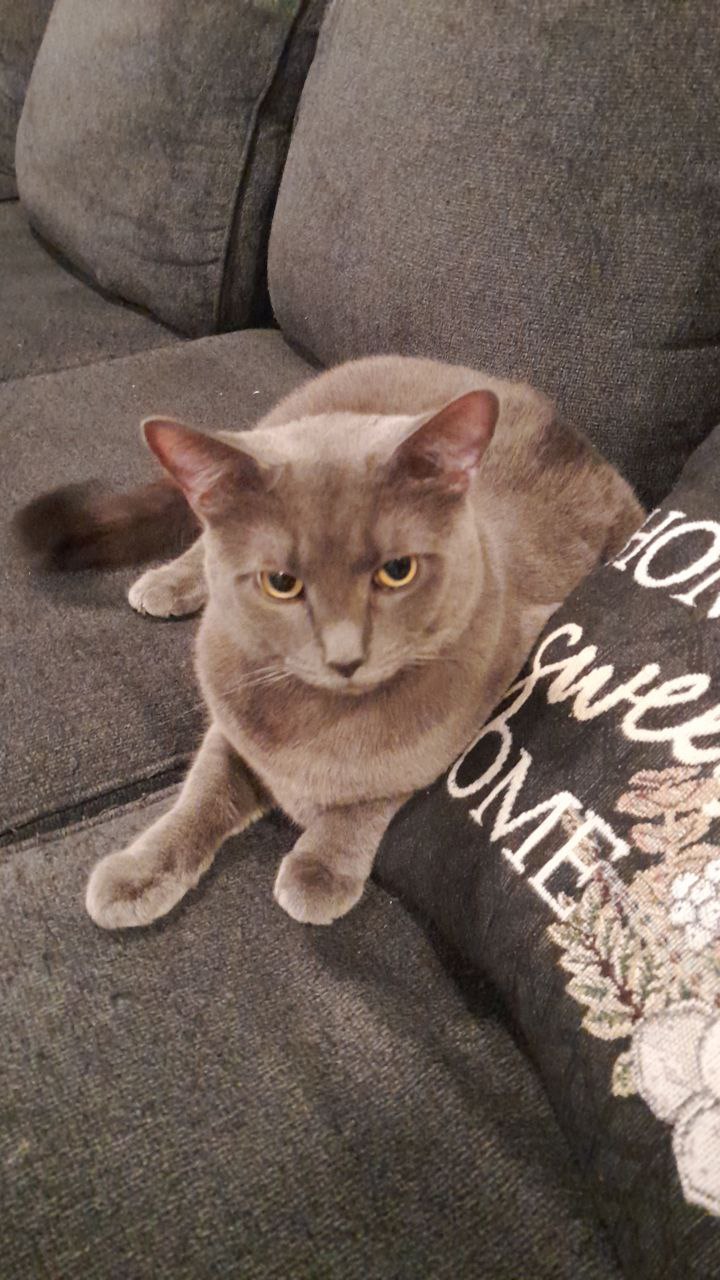 C71 Litter-Smokey (Needs Foster)