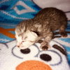 C71 Litter-Violet