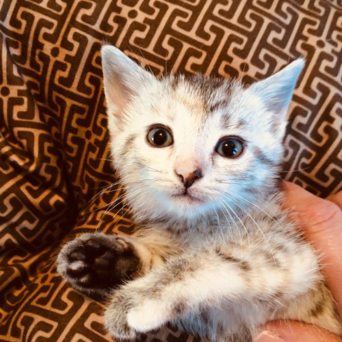 C71 Litter-Violet