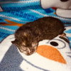 C71 Litter-Alice