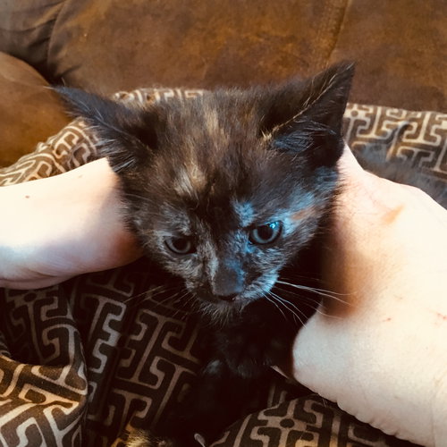 C71 Litter-Alice
