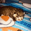 C71 Litter-Mushu - ADOPTION PENDING