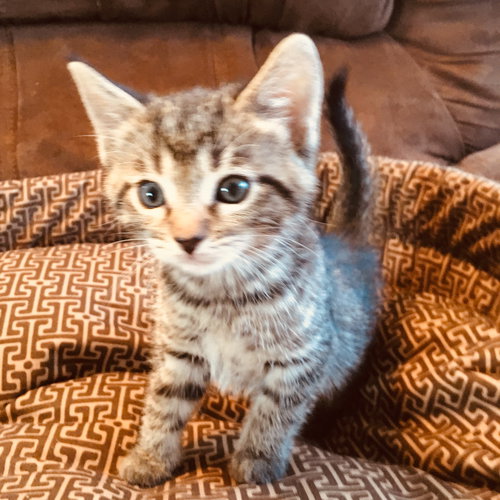 C71 Litter-Mushu - ADOPTION PENDING