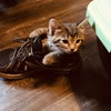 C71 Litter-Mushu - ADOPTION PENDING