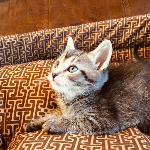C71 Litter-Mulan