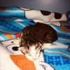 C71 Litter-Chip