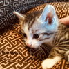 C71 Litter-Chip