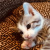 C71 Litter-Chip