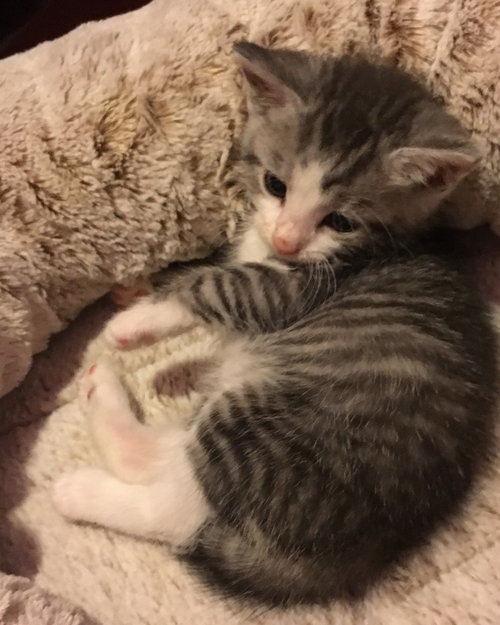 C71 Litter-Chip