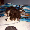 C71-A Litter-Mater-PENDING ADOPTION