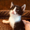 C71-A Litter-Mater-PENDING ADOPTION
