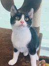 C71-A Litter-Mater-PENDING ADOPTION