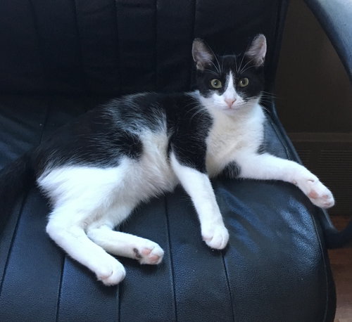 C71-A Litter-Mater-PENDING ADOPTION