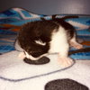 C71-A Litter-Koda