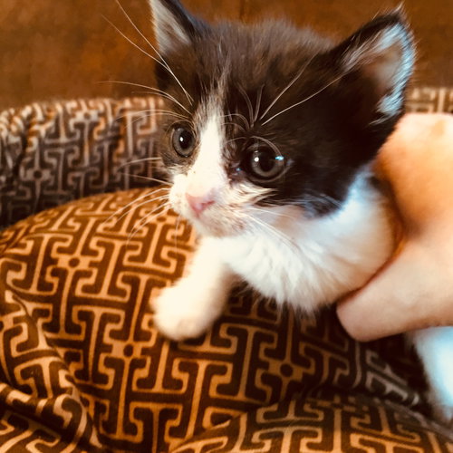C71-A Litter-Koda