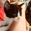 C71-A Litter-Koda