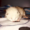 C71-A Litter-Rajah