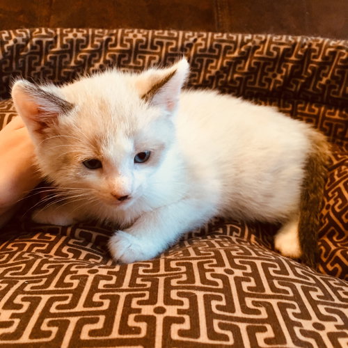 C71-A Litter-Rajah