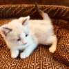 C71-A Litter-Rajah